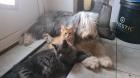 Maine Coon Jungs zum verlieben