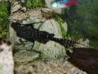 Fische Welse wunderschöne Tiere