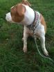 AMERICAN STAFFORDSHIRE WELPEN