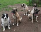 Hundeschule Hundetrainer Pfotenteam