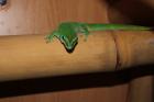 Pärchen Phelsuma mad. grandis Großer Madagaskar Taggecko wegen Hobbyaufgabe ab